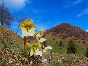 Monte Zucco ad anello fiorito da S. Antonio ABB. via Sonzogno-12 marzo 2026-FOTOGALLERY